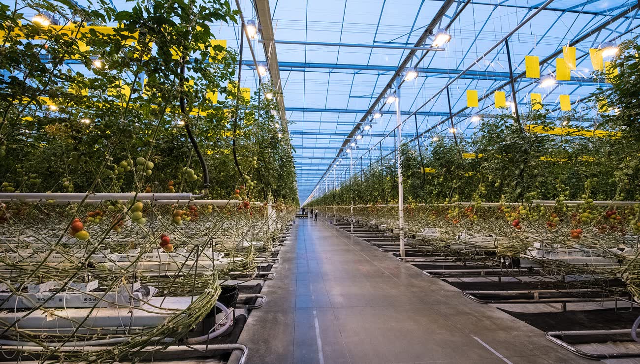 Interior de un invernadero de tomates con hileras a ambos lados de un pasillo
